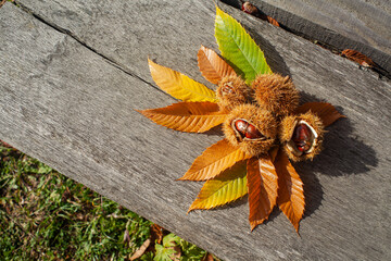 Bodegon de castañas en otoño con hojas sobre una mesa de madera rustica 