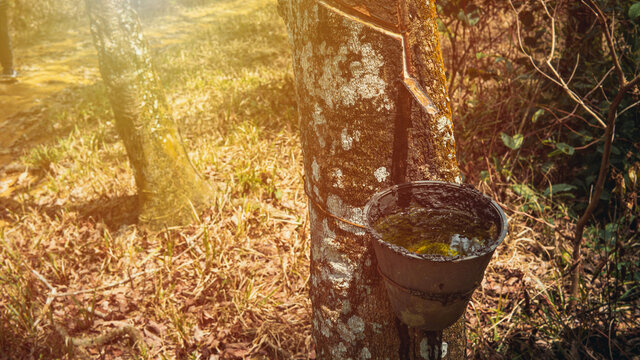 Seringueiro, rubber tree tapper