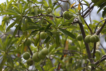 Fruit of the Sal tree