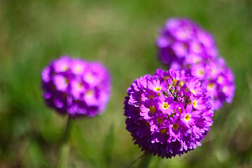 Fine-toothed primrose flowers Violet