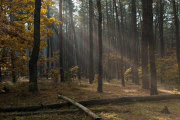 A sunny afternoon in an autumnal pine forest. Few oak trees growing in the wilderness have changed the color of the leaves into yellow. Selective focus on tree trunks, blurred background. Poland.