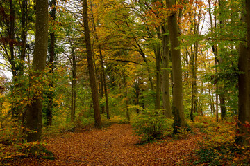 Herbstlicher Wald im Kaiserstuhl