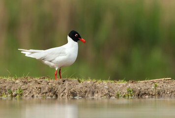 Zwartkopmeeuw, Mediterranean Gull, Ichthyaetus melanocephalus