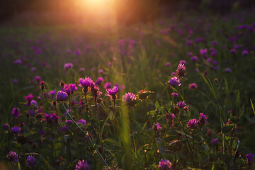 Beautiful wild violet and purple flowers at sunset. Summer evening background. Nature wallpaper