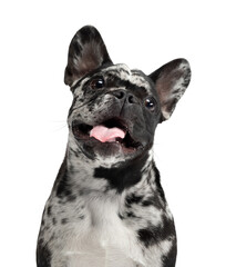 charming dog on a white background. French Bulldog of rare marble color. Pet in the studio