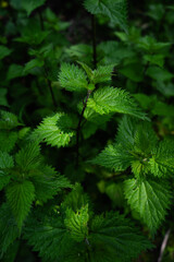 Nettles in sun light