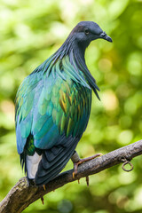 The Nicobar pigeon is a pigeon found on small islands and in coastal regions from the Andaman and Nicobar Islands, India, east through the Malay Archipelago, to the Solomons and Palau. 