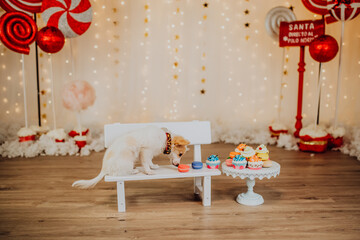 Christmas mini photo session in a photo studio with a little bench, corgi puppy, cupcakes and macarons