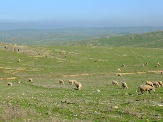 sheep on a meadow during spring in the Extremadura, Spain