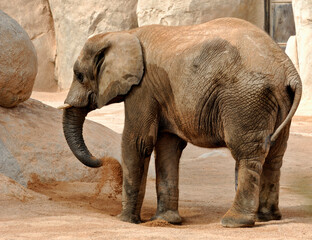 African Elephant in a natural environment
