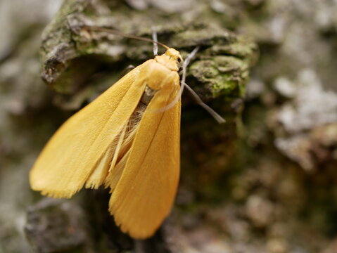 Macrophotograph a large beautiful butterfly with beige-Golden wings sits on a birch bark covered with moss on a cloudy summer day. Eilema sororcula in its natural habitat.