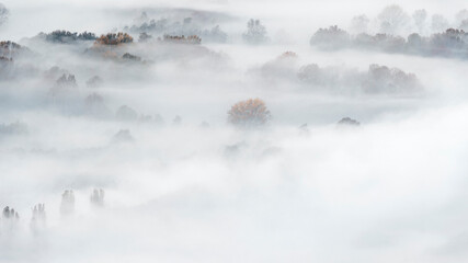 Fog in the mountain forest at morning 