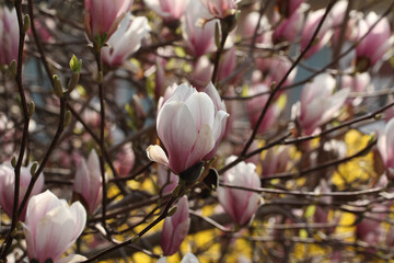 Nahaufnahmefokusaufnahme der schönen chinesischen Magnolienblumenblüte © Leo Malsam/Wirestock
