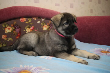 Little three month old gray Norwegian husky puppies.