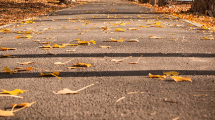 City footpath strewn with fallen autumn yellow leaves on a sunny day