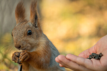 A squirrel with a fluffy tail nibbles seeds. Wild nature, gray squirrel in the autumn forest. Squirrel eats close-up. Zoology, mammals, nature. Small rodent. The squirrel changes color by winter.