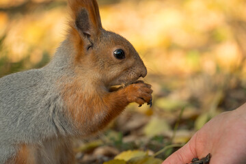 A squirrel with a fluffy tail nibbles seeds. Wild nature, gray squirrel in the autumn forest. Squirrel eats close-up. Zoology, mammals, nature. Small rodent. The squirrel changes color by winter.