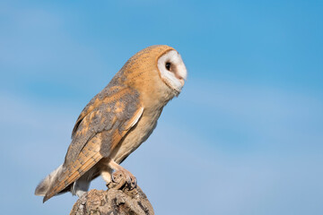 A beautiful Barn owl with blue sky on background (Tyto alba)
