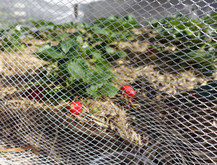 Netting on strawberry patch