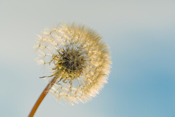 Dandelion against the blue sky. Fluffy head of a dandelion on a background of sun rays. Tranquility, serenity. Make a wish and blow on a dandelion. Ease, meditation. Botany.