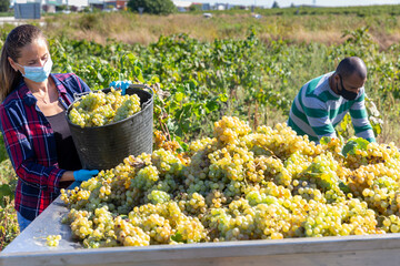 Man and female in protective masks working with harvest in vineyard, picking ripe bunches of grapes