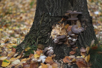 Mushrooms growing on a tree trunk against a background of fallen autumn leaves.