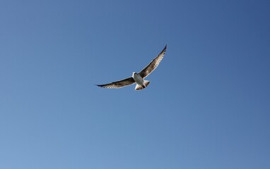a Seagull flies in the blue sky over the black sea