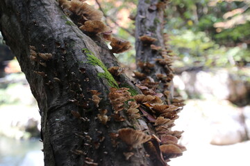 チャカイガラタケ　Daedaleopsis tricolor