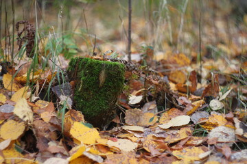 autumn leaves in the grass