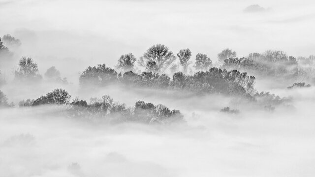 Misty forest landscape, black and white photography