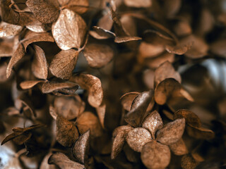 Abstract dark floral background. Dried hydrangea texture. Seasonal concept. Brown colors of autumn. Soft focus. Hydrangea macrophylla. Hortensia group.