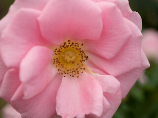 close up of pink rose
