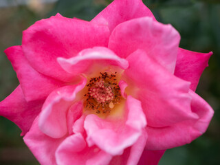 close up of pink rose