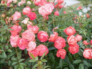 pink roses in garden