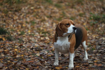 Beagle dog for a walk in the park in autumn.