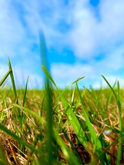 Obraz premium grass and sky