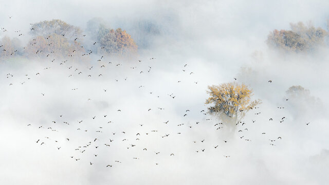 The migration over the foggy forest