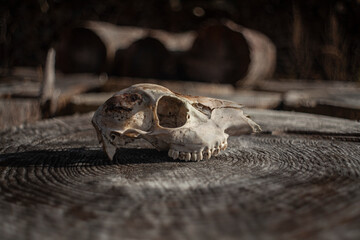 Craneo de animal, calavera puesta sobre un tronco en le bosque