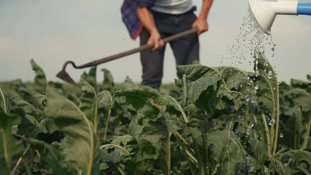 farmers hoe spud the crop in a green crop field. agribusiness agriculture farming concept. watered with a watering can irrigation of green field foliage. farmers work in field harvest crop lifestyle