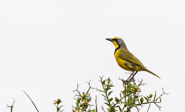 Bokmakierie bird (Telophorus zeylonus) perches on a bush against a white sky as portrait in profile or side on in South Africa