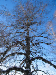 Birch under the hoar-frost
