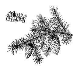 Christmas. Spruce. Branches. Pine. Fir cone. Vector. White background. Isolated. Lettering. Merry christmas