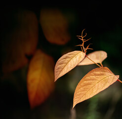 Giant Knotweed leaves in atumn on a dark background