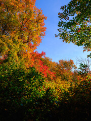 Naklejka premium Abstract geometric shapes of autumn foliages in red, yellow and green colors on blue sky background