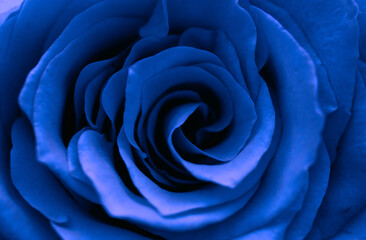 Obraz na płótnie Canvas close up of blue rose