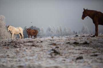 Naklejka premium Beatiful horses in winter on fresh snow