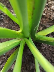 green onion in the garden