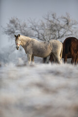 Obraz na płótnie Canvas Beatiful horses in winter on fresh snow