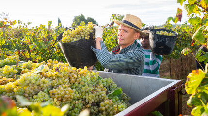 Naklejka na ściany i meble Confident farmer harvesting ripe white grapes in vineyard, pouring from bucket in truck.