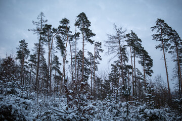 Winter forest - trees covered with snow